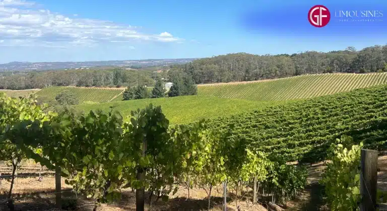 Best Wine Tours in Adelaide with Private Luxury Chauffeur Services
